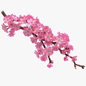 3D Realistic Sakura Branch model